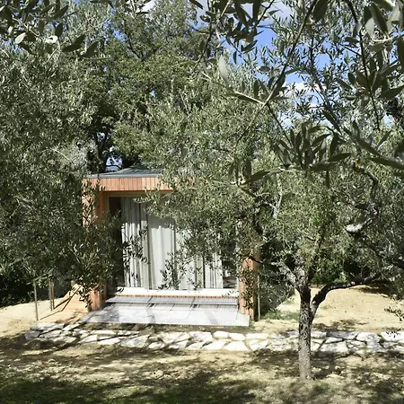 Cicolina
